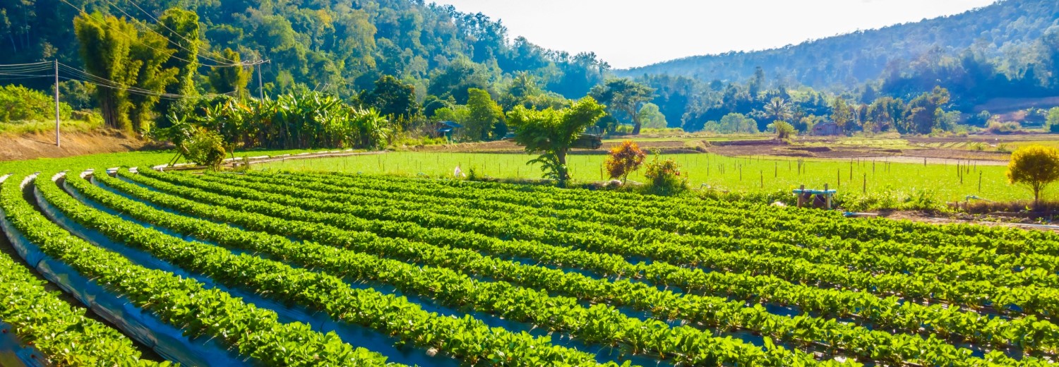 India Pushes for 10% Organic Manure Blending Target by 2030